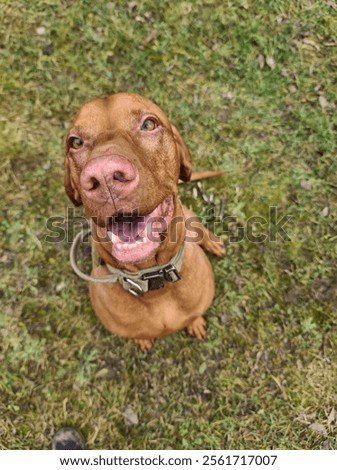 Similar – Image, Stock Photo Hungarian shorthaired dog