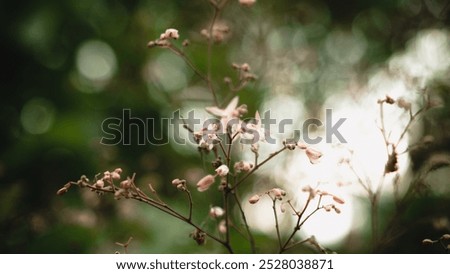 Similar – Image, Stock Photo Almost withered pink flower of a hydrangea with a fine frost edge. Close-up with shallow depth of field and plenty of room for text.