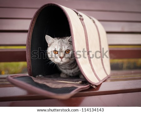 cat in pet carrier on a park bench