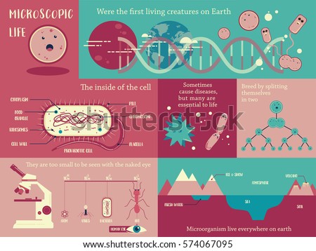 Microorganism life info-graphic illustration vector