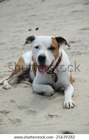 Dog panting on beach