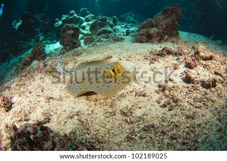 Blue-spotted stingray on the sea bed in an underwater tropical cave
