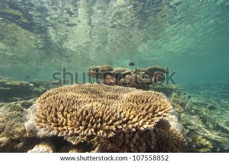 Large hard corals on a tropical coral reef just below the water surface with reflection