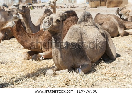 Dromedary camel livestock ready to be traded at a traditional african market