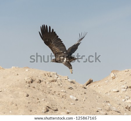 Golden eagle subadult wild bird flying in the african desert