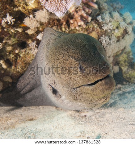 Closeup of a giant moray eel on tropical coral reef sandy sea bed