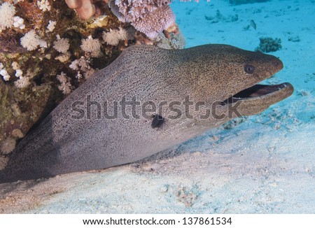 Closeup of a giant moray eel on tropical coral reef sandy sea bed