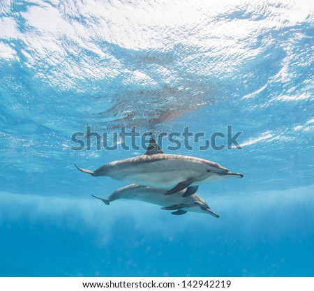 Pair of spinner dolphins just below surface with reflection underwater