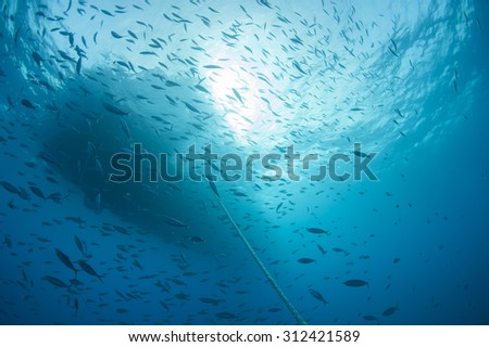 Shoal of fusilier fish silhouetted underwater beneath a boat
