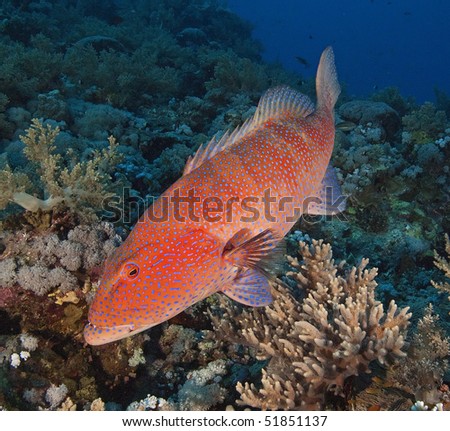 Large Red Sea coral grouper on a coral reef