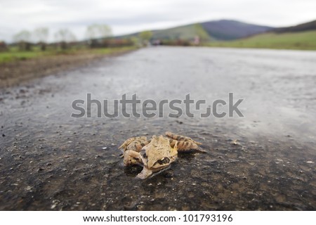 Human impact - Roadkill agile green frog (Rana dalmatina) from a protected area in Romania