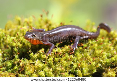 Alpine newt - protected species - on vivid green moss