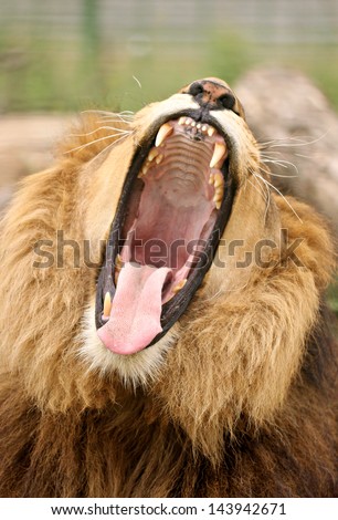 Huge lion roar