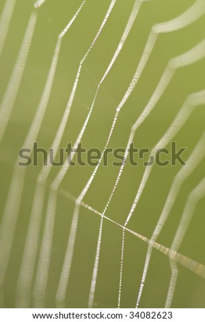 Morning spider web lines