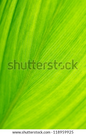 Extreme close-up of fresh green leaf as background.