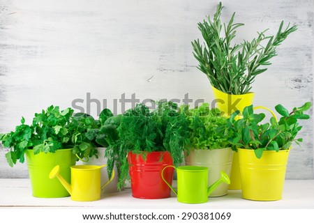 Bunches of flavoring greens, lettuce and spinach in colorful metallic buckets with watering cans on rustic wooden background.