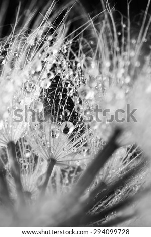 Close-up of dandelion (goatsbeard) with water drops. Black and white image. Soft focus, shallow DOF.