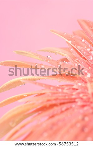 Close-up of pink gerbera with water drops on pink background.
