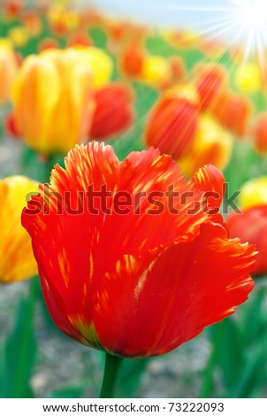 Spring field with red and yellow tulips in sunshine.