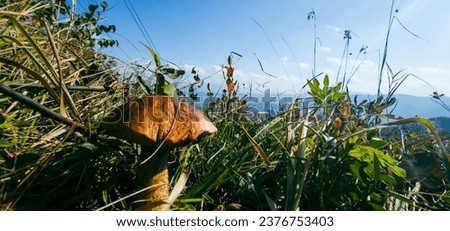 Similar – Image, Stock Photo A mushroom was found, which was called the “curly hen”. It lies in a hand. The background is dark.