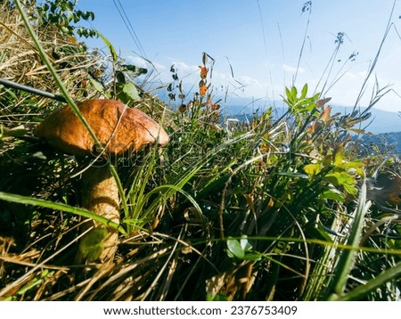 Similar – Image, Stock Photo A mushroom was found, which was called the “curly hen”. It lies in a hand. The background is dark.