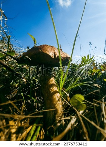 Similar – Image, Stock Photo A mushroom was found, which was called the “curly hen”. It lies in a hand. The background is dark.