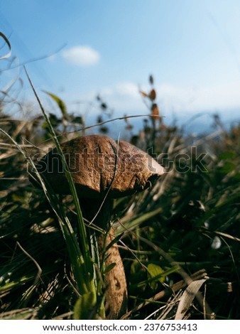 Similar – Image, Stock Photo A mushroom was found, which was called the “curly hen”. It lies in a hand. The background is dark.