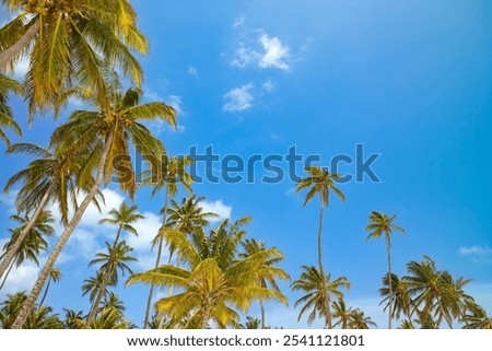 Similar – Image, Stock Photo Sunset at San Andres Island