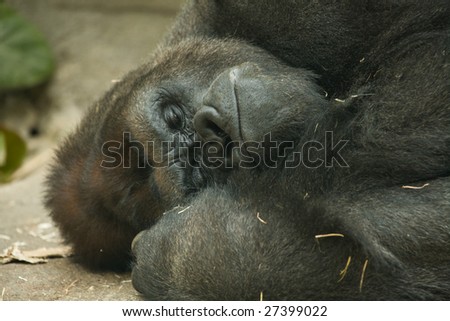 Gorilla sleeping in his cage in the zoo of Madrid, Spain