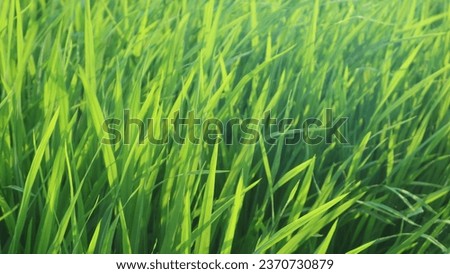 Similar – Image, Stock Photo Irrigation Long shot