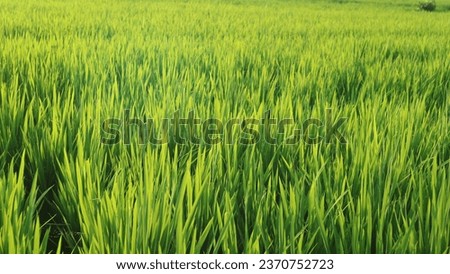 Similar – Image, Stock Photo Irrigation Long shot