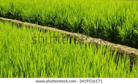Similar – Image, Stock Photo Irrigation Long shot