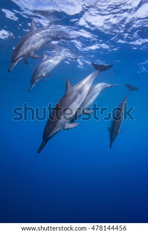 Similar – Image, Stock Photo Spinner dolphin in Hawaii jumps out of the sea