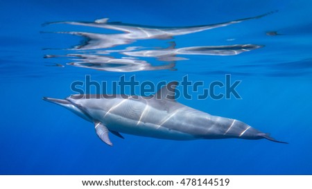 Similar – Image, Stock Photo Spinner dolphin in Hawaii jumps out of the sea