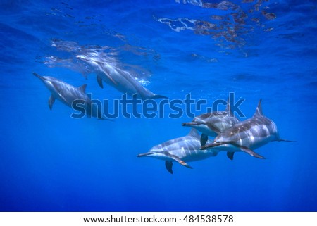 Similar – Image, Stock Photo Spinner dolphin in Hawaii jumps out of the sea