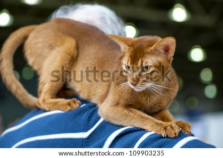 Abyssinian cat on owner shoulders at cat show