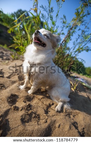 happy Chihuahua dog sitting on sandy hill and enjoying sun