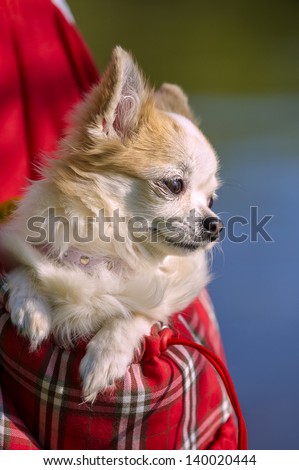 chihuahua dog inside bright bag for pet carrier on sunlight outdoor shot