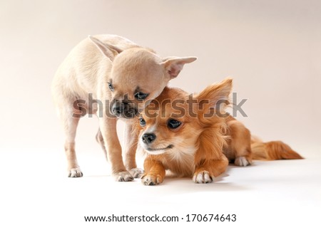 adorable chihuahua puppies  cuddling each other on neutral background