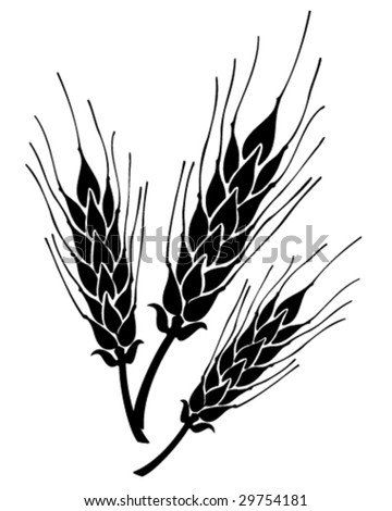 grain ears vector illustration