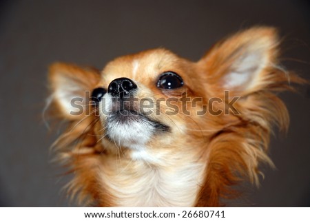 Funny red Chihuahua portrait