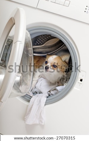 washing machine  and dog in clothes (delicate wash)