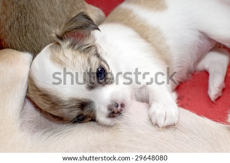 chihuahua puppy eating mother\'s milk