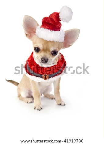 Cute Chihuahua Puppy With Santa Costume Isolated On White Background ...