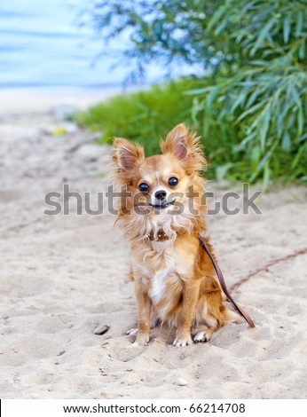 happy chihuahua dog sitting on beach sand with water and greens on background looking at camera