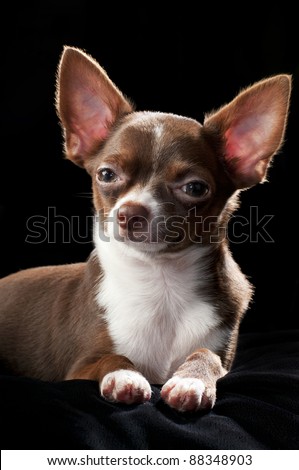 nice chocolate brown with white Chihuahua dog on black background