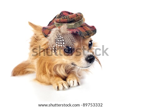 Chihuahua dog wearing elegant tartan hat decorated with feathers lying down on white  background close-up