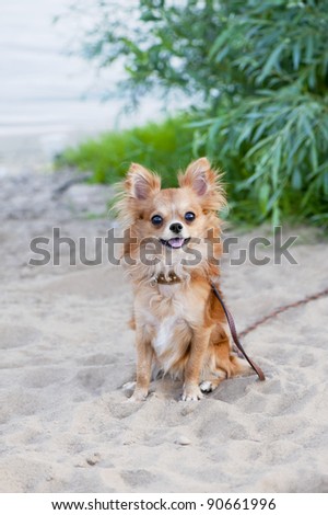 happy chihuahua dog sitting on beach sand with greens on background looking at camera