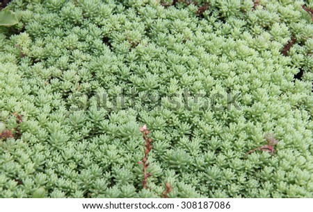 Light-green moss texture for nature-friendly designers.