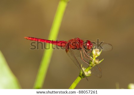 A red dragonfly is resting